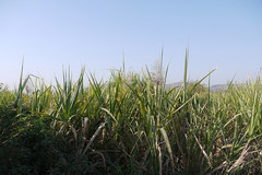 Saccharum officinarum